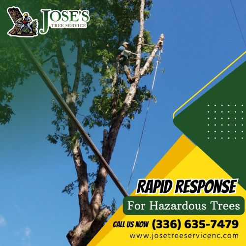  alt='Excellent service! Fast and efficient work. Cleaned up quickly after cutting trees. Always responsive to text'