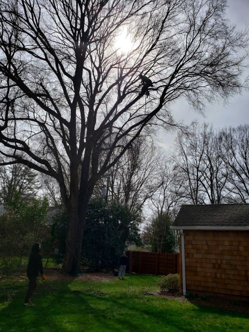  alt='A&B Tree Expert did a superb job removing a half-dead tree from our yard'