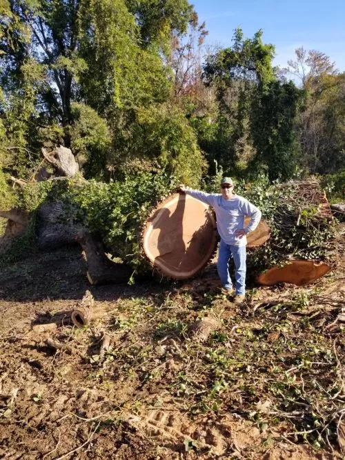 We just had Loye tree service take out some trees and I have to say we are very Happy with the job the clean up,, and the