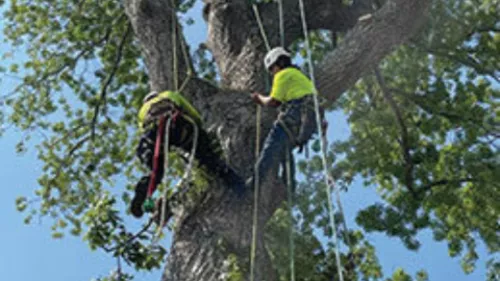 For three years running, Rumaldo Landscape & Tree Service has been our go-to for annual pruning and mulching around our