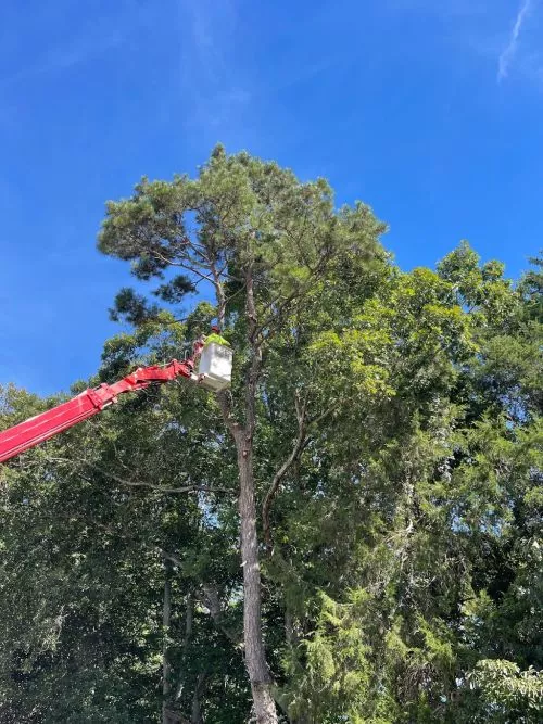 I had a very tall tree in my yard partially fall towards the road and needed to remove it asap before it was a major danger