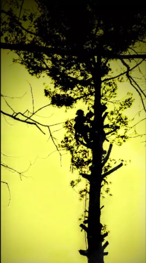 Brian and his crew put in a long day of hard work, removing a tree that posed a risk to our house because of the angle at