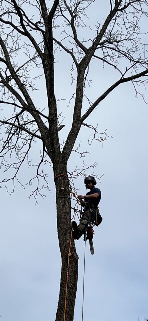  alt='Old Mountain Land Management did an EXCELLENT job! It took Dustin only a few hours to take down 4 troublesome trees on my'