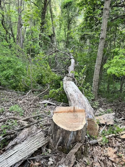 I thoroughly enjoyed working with Dustin. He was very helpful in answering all the questions we had about our tree work