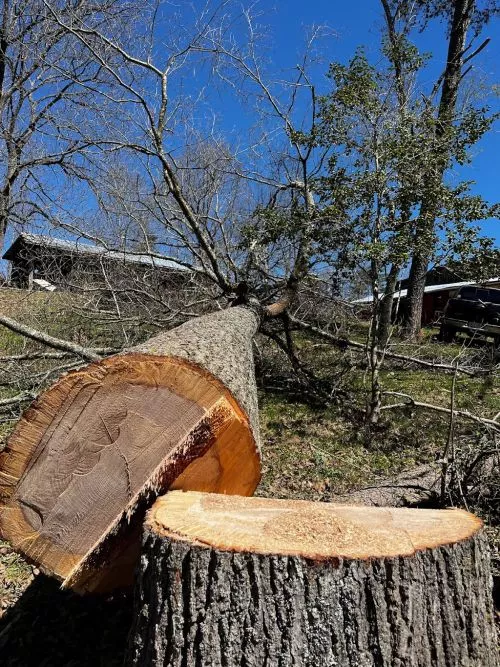 Old Mountain Land Management did an EXCELLENT job! It took Dustin only a few hours to take down 4 troublesome trees on my