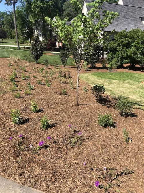 Daniel and his rockstar team did such a fantastic job converting 1/3 of our front yard lawn to native plant and pollinator