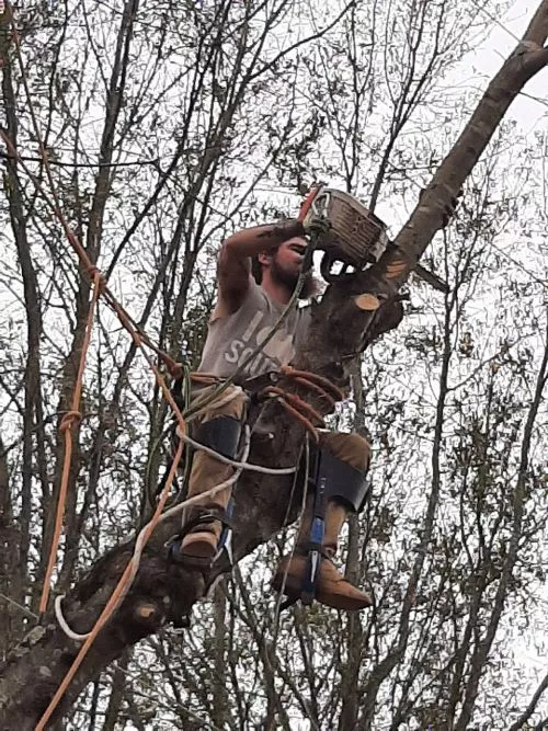 I had met bubba at a gas station and asked him to come and give me an estimate on taking down 3 large trees near my house