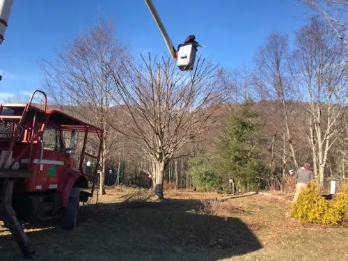 This team of workers were amazing. They arrived a half hour early and removed two trees, one rhododendron and trimming of