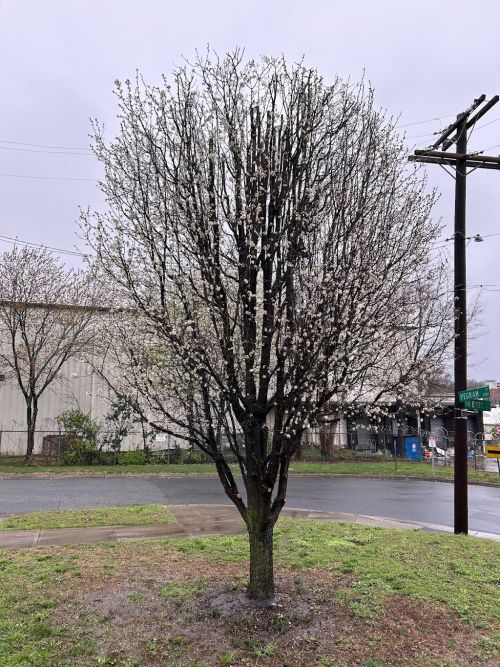  alt='Wonderful job by Clark’s Tree Care. I’m happy with how they pruned my Bradford pear'