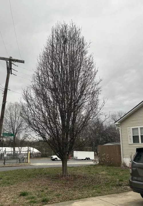 Wonderful job by Clark’s Tree Care. I’m happy with how they pruned my Bradford pear