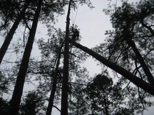 Over a period of almost six years, Cutler Tree Service has removed 12 trees from my yard, two of which were very large pine