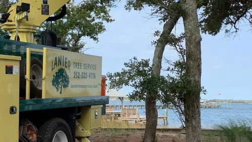 Lanier Tree Services recently removed a huge, old oak tree from our front yard