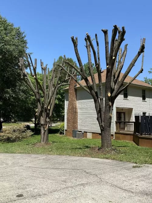 Tucker"s Tree Service did an excellent job with my property. We had three trees leaning towards the house, with one tree