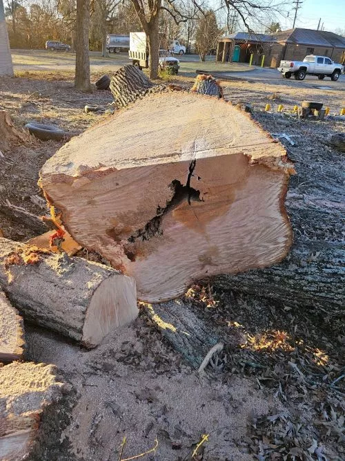 We needed trees cut per our insurance company and Jesse came out to give a free quote