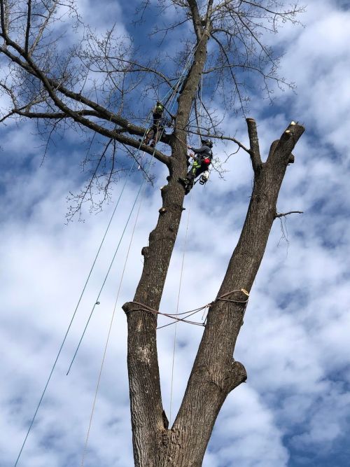  alt='Fisher Tree Service was doing work in the area where I live. They were generous and shared mulch with me that I will be'