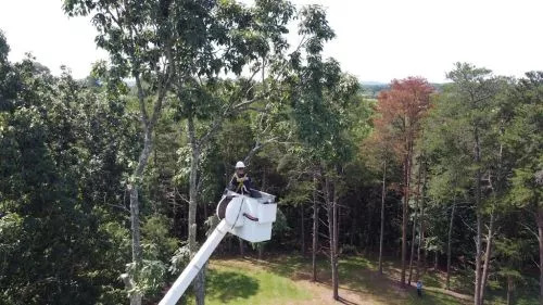 Reliable and professional, cut a group of trees and the farm and grinned the stumps