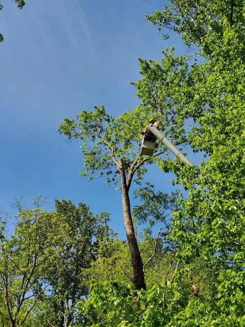 Earthworks Tree Services are great! Not only are they knowledgeable arborists, careful and meticulous, they are really nice