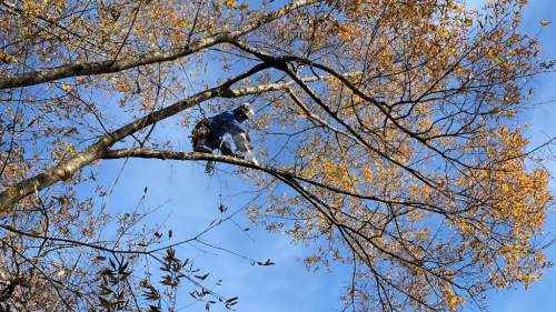  alt='I had a large maple tree in my front yard pruned on Saturday. The crew was polite, but ultimately I cannot give a high'