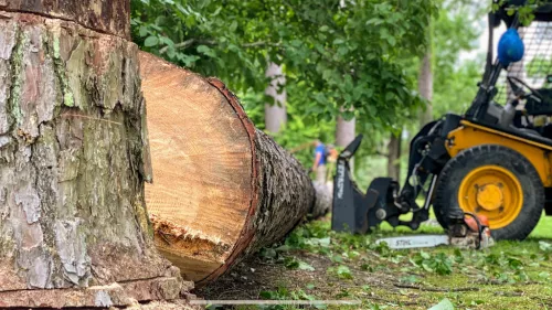 I had a large maple tree in my front yard pruned on Saturday. The crew was polite, but ultimately I cannot give a high