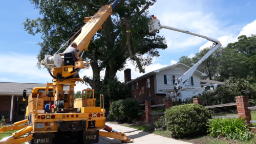  alt='NBC Tree Service did an amazing job removing a tree that fell on my house and removing the stump'