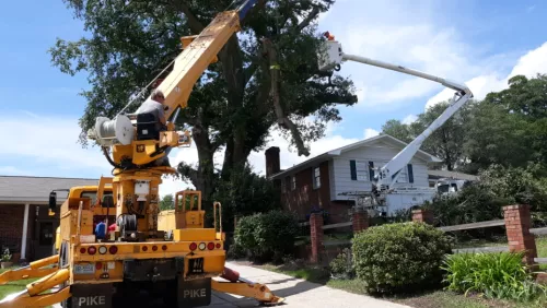 NBC Tree Service did an amazing job removing a tree that fell on my house and removing the stump