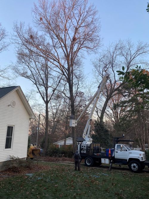  alt='Clay and his crew removed a ~100ft oak tree from my yard and did an awesome job'