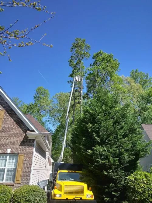 Clay and his crew removed a ~100ft oak tree from my yard and did an awesome job