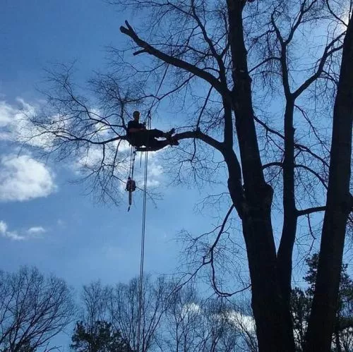 Some of the most professional arborist and tree service I’ve had the pleasure of working with