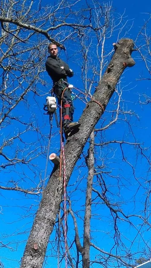 Awesome job. Completely removed tree. Very professional and friendly. Glad to see that tree gone