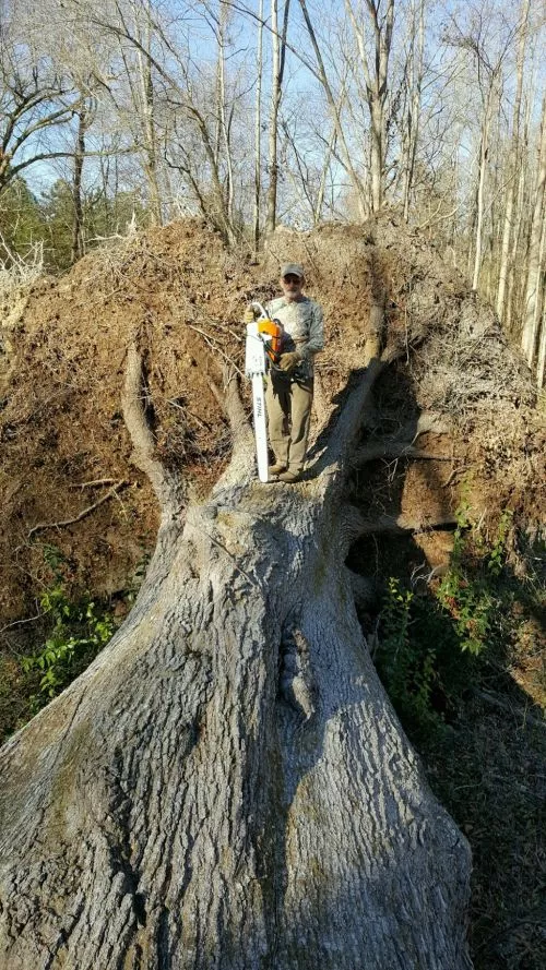 I used this tree service a few times. Great service and cleaned up was amazing