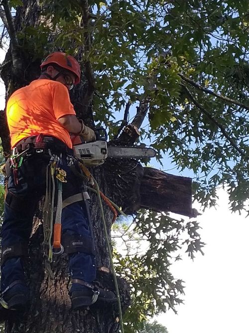  alt='Jeff and his crew were on time and available when I needed a couple of trees removed because of the storms that hit Sanford'