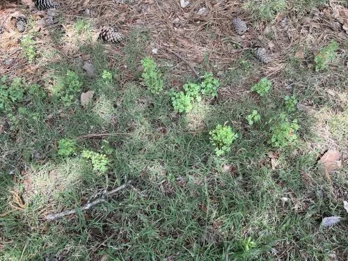 I love Spring Green! David does a great job and our yard is habitually referred to as the best lawn in the neighborhood