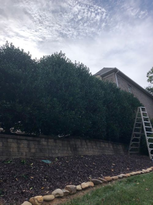  alt='They have been cutting my lawn for over a year now. They communicate when I need them to and understand my work from home'