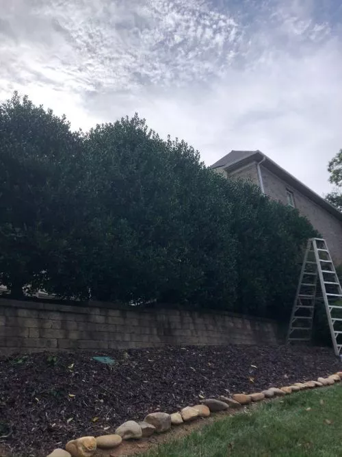 I needed some grading done in my back yard to put in an above ground pool