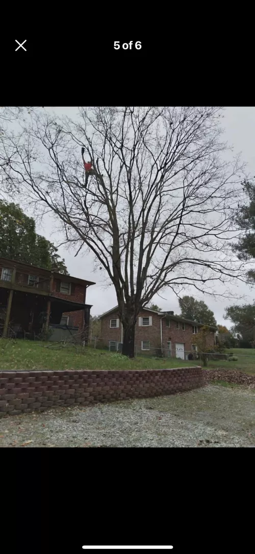 Well we"re do we began it"s been a few months that the tree was trimmed big tree front yard had been here 50 yrs anyway