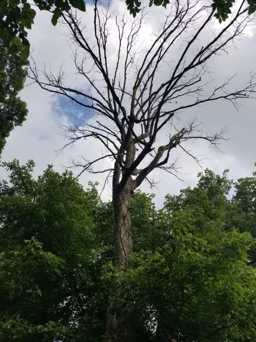 I had these guys out to clear about 15-20 trees. 3-4 of them were 24” to 30” diameter and 75+ feet tall