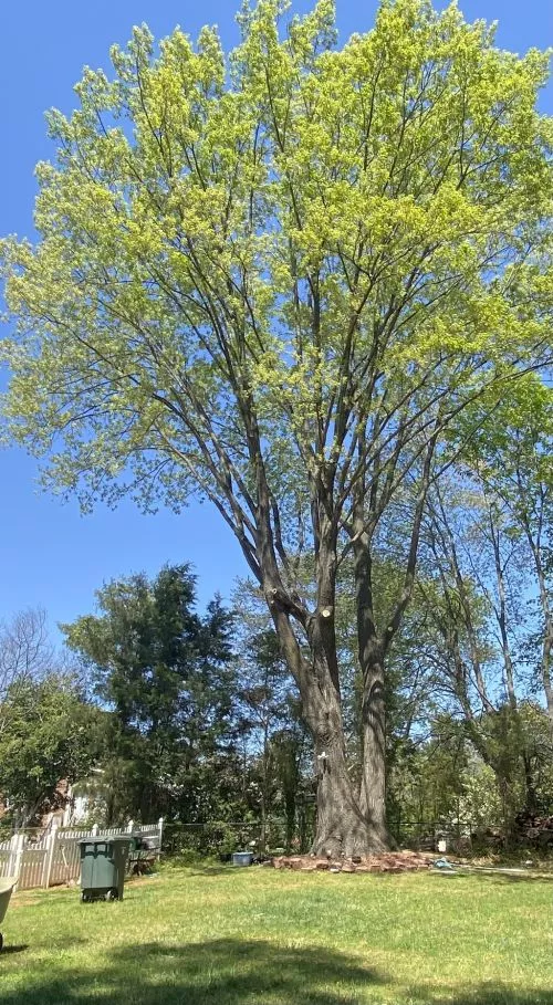 I had 9 large trees cut down by Green Bear Tree Service in April