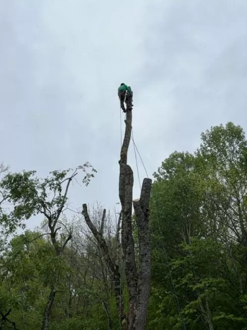 Awesome professionals Roberto and his crew are the only guys I"ll ever call for tree work