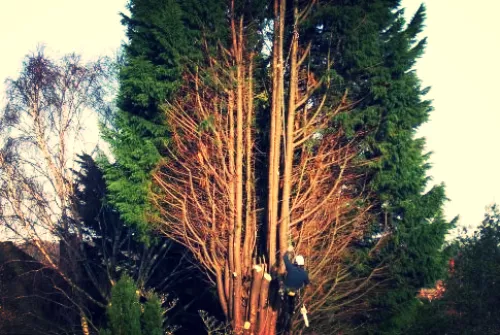 B&B Tree Service was excellent, on time & efficient. Took down a very tall Evergreen Tree on side on our house and cut huge