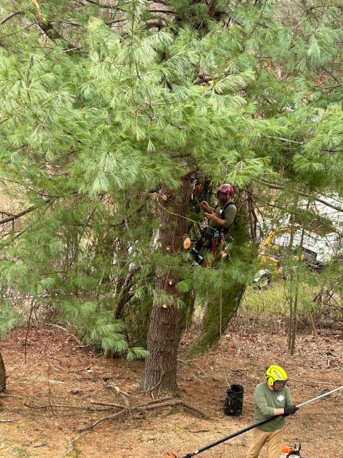  alt='Holbert had an excellent crew, remarkable new equipment including a cherry picker and chipper They were prompt, efficient,'