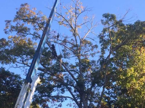 Steve Holbert and His Crew came out today with a Crane to remove a leaning Pine that caught up in another Oak tree on our