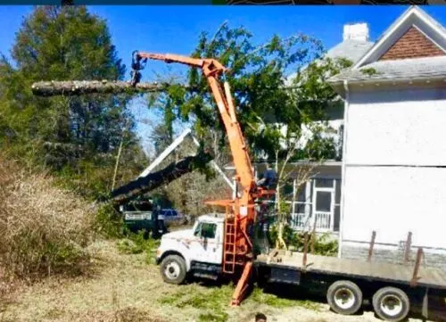 Roy and Company did a great job with cutting down a dead pine near power lines