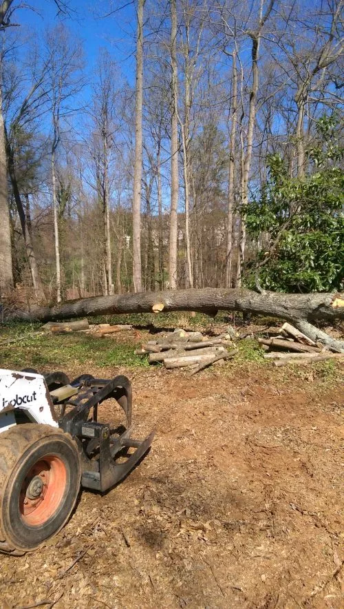 Had an easier job for Curtis tree service.  Trim a weeping willow tree and remove a limb that was close to my roof