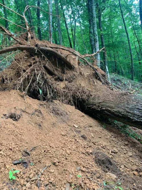 He didn"t charge too much for removing a cut up tree left by the previous homeowner and he did clean up after he was