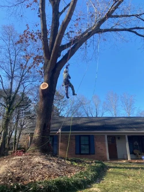 Brandee and George were amazing! They worked within my budget to get two trees removed and did a wonderful job