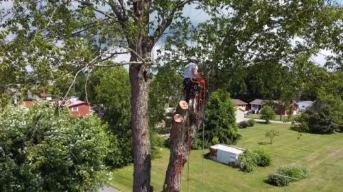 As a home owner with a wooded lot, I have used Good Neighbor Tree Service for several years now