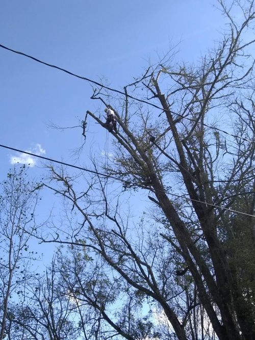  alt='My She shed was threaten by a large popular tree which they took down with ease. No damage to the shed or power lines'