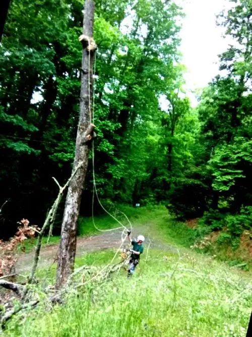 My She shed was threaten by a large popular tree which they took down with ease. No damage to the shed or power lines