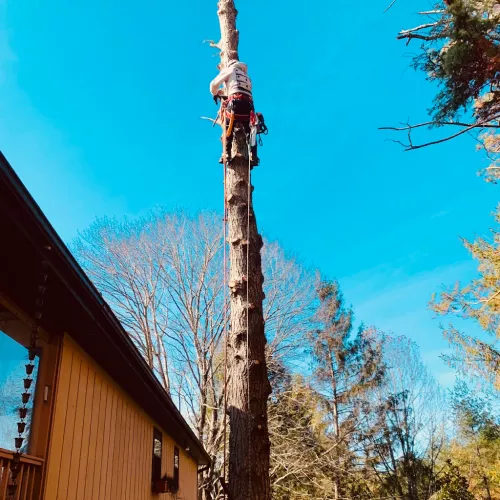 I recently had the pleasure of hiring Nicolas Tree Service for a project at my property and I couldn"t be more satisfied