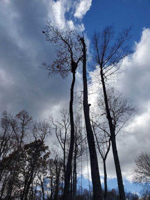  alt='Salvador and his crew came over to remove a tree that had partially fallen after a storm'